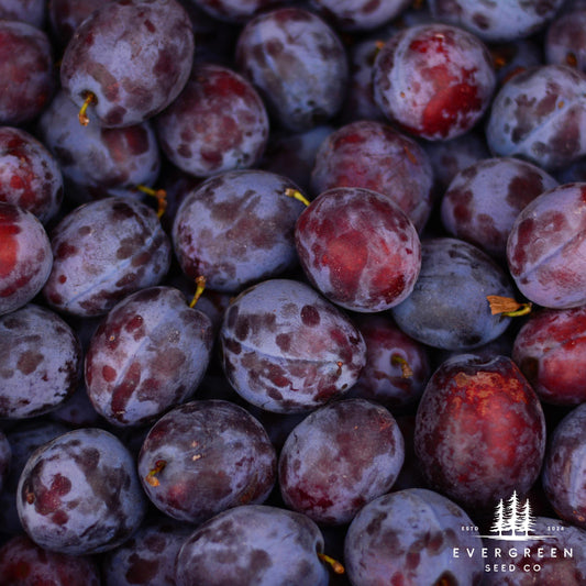 American Plum Tree Seeds – (Prunus americana)