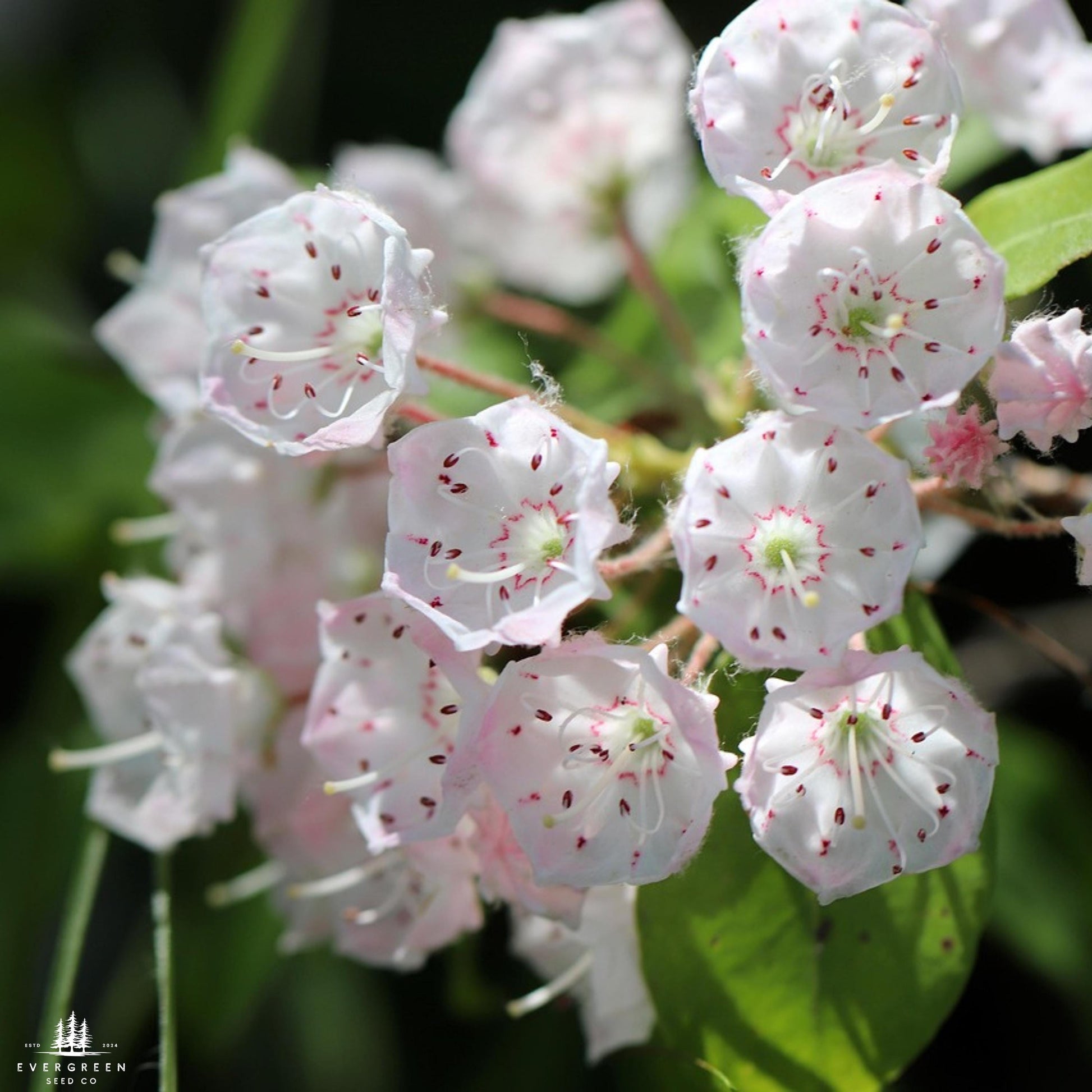 mountain laurel seeds planting Mountain Laurel Seeds