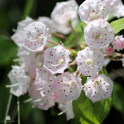 Mountain Laurel Seeds-(Kalmia Latifolia)