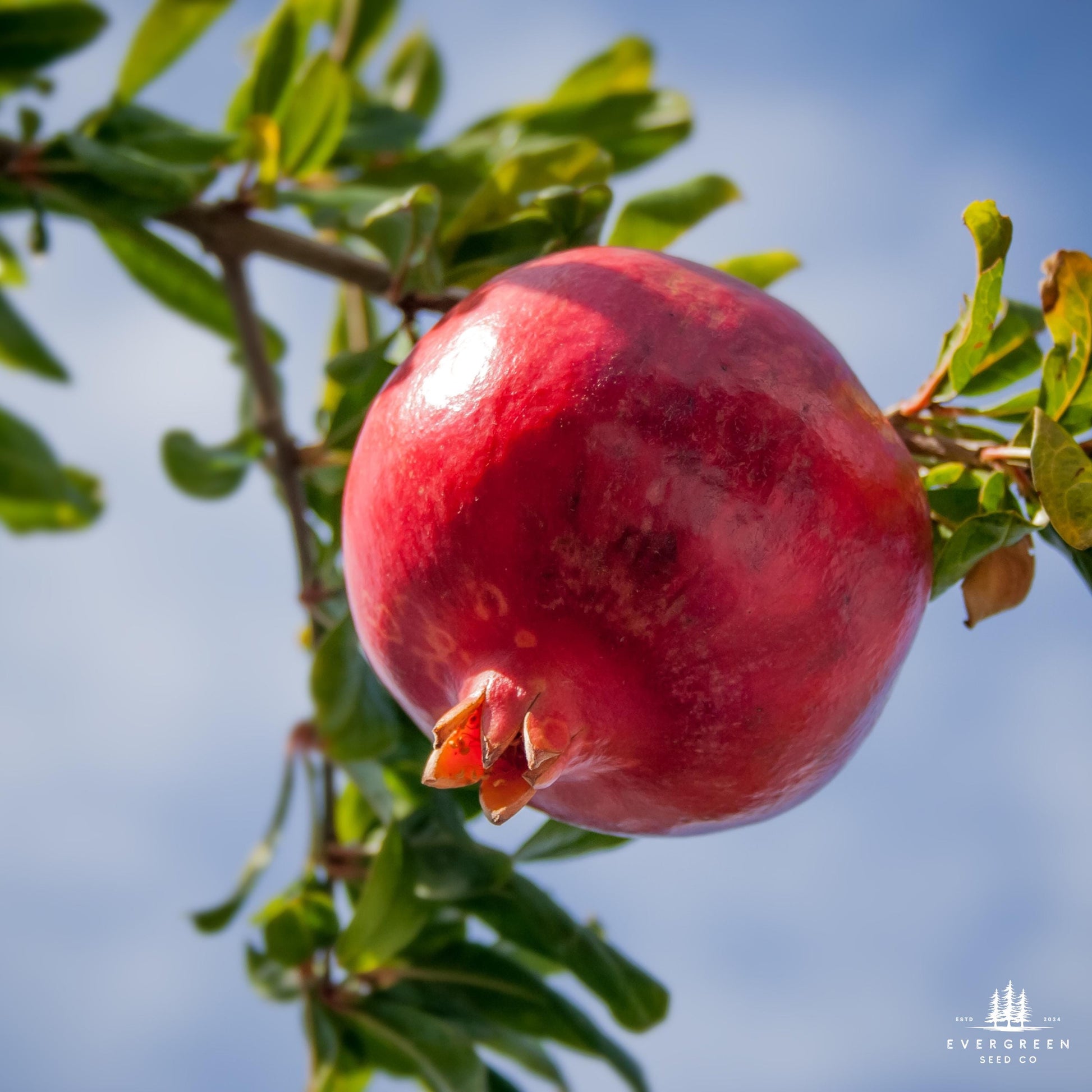 Ripe pomegranate on a tree branch with a blurred background.