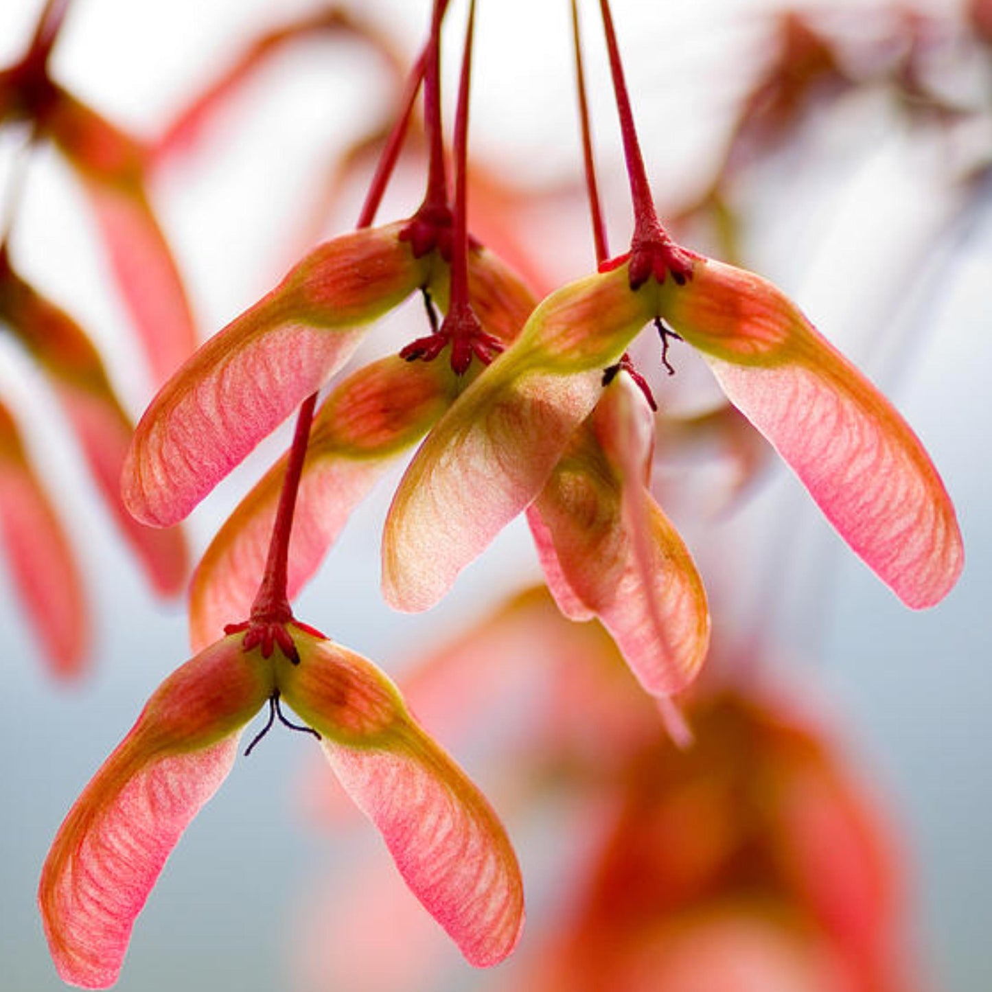 Red Maple -(Acer rubrum)