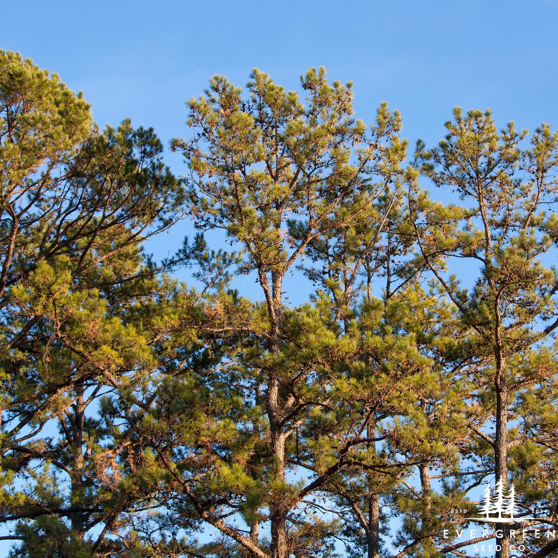 Tall pine tree against a clear blue sky
