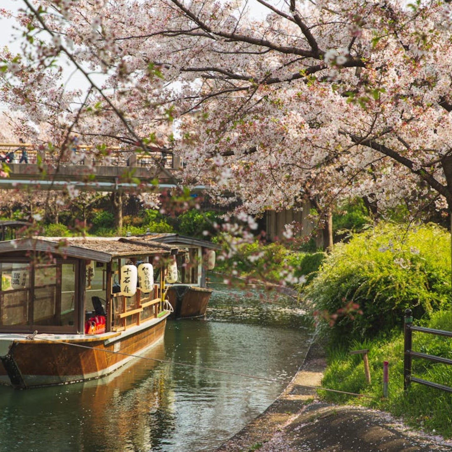 Japanese Mountain Cherry Tree 'Spontanea'-(Prunus serrulata 'Spontanea')