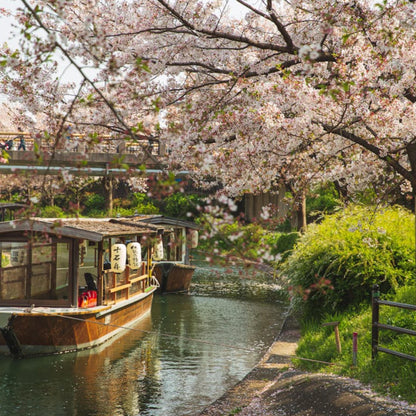 Japanese Mountain Cherry Tree 'Spontanea'-(Prunus serrulata 'Spontanea')