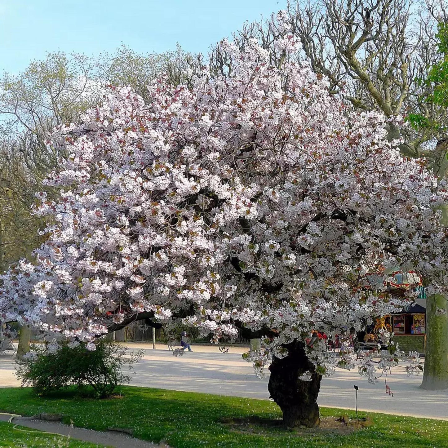 Japanese Mountain Cherry Tree 'Spontanea'-(Prunus serrulata 'Spontanea')