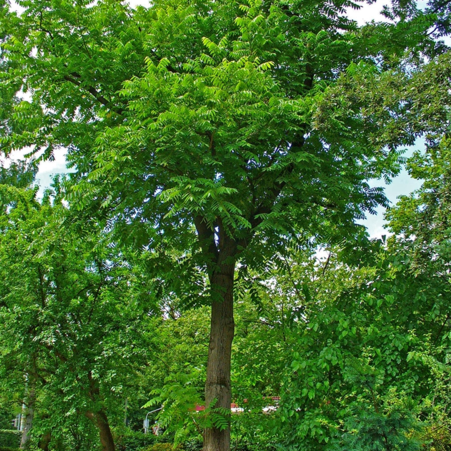 Butternut Tree Seeds-(Juglans cinerea)