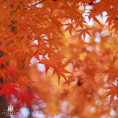 Red Maple -(Acer rubrum)