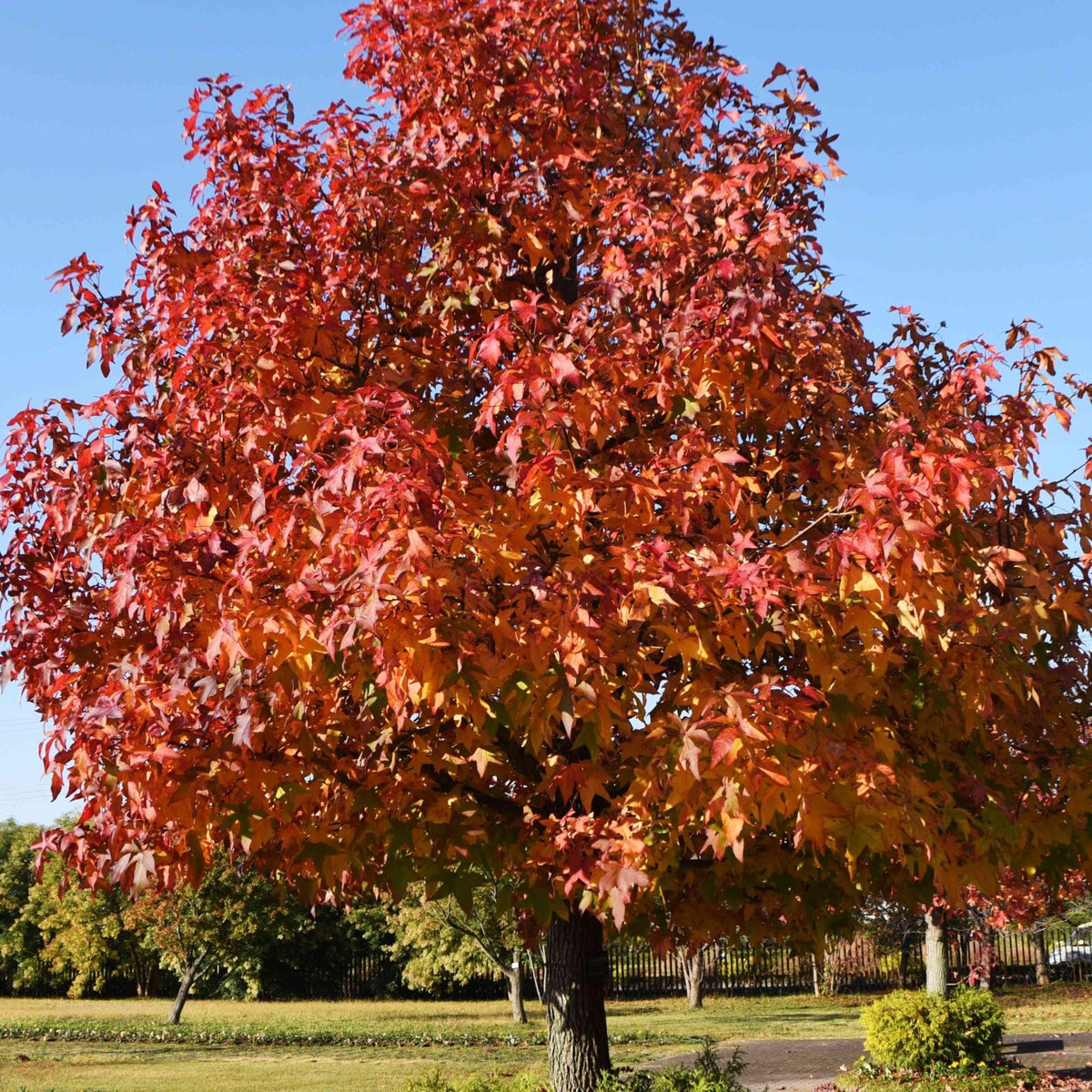 Sweet Gum Tree Seeds — Liquidambar styraciflua | Fiery Fall Color ...