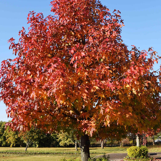 Sweet Gum Tree Seeds-(Liquidambar styraciflua)