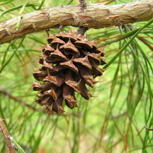 A close-up of a Virginia pine cone hanging from a branch with green needles in the background.