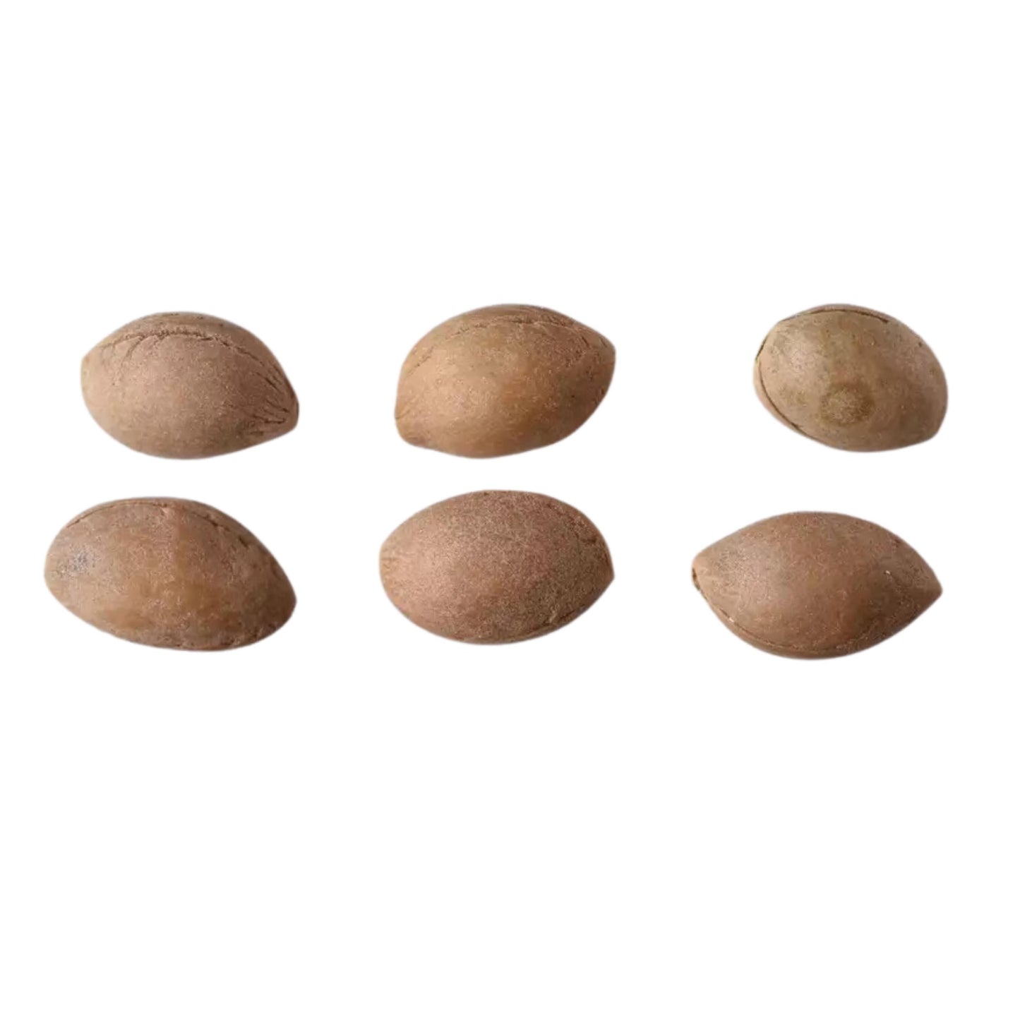 Japanese Hill Cherry Tree Seeds (Prunus serrulata)