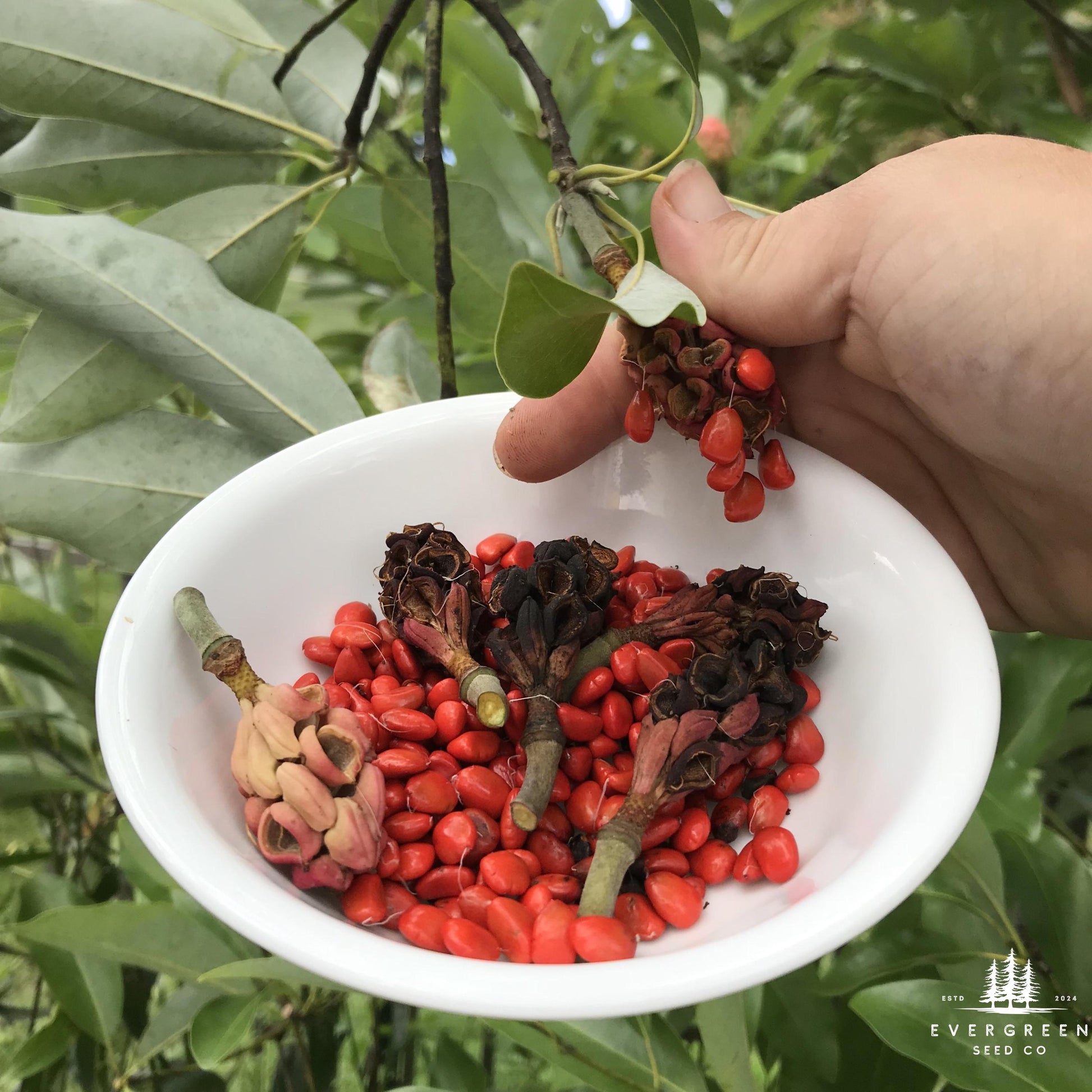 magnolia flower seeds Lily Magnolia Tree Seeds (Magnolia liliiflora)