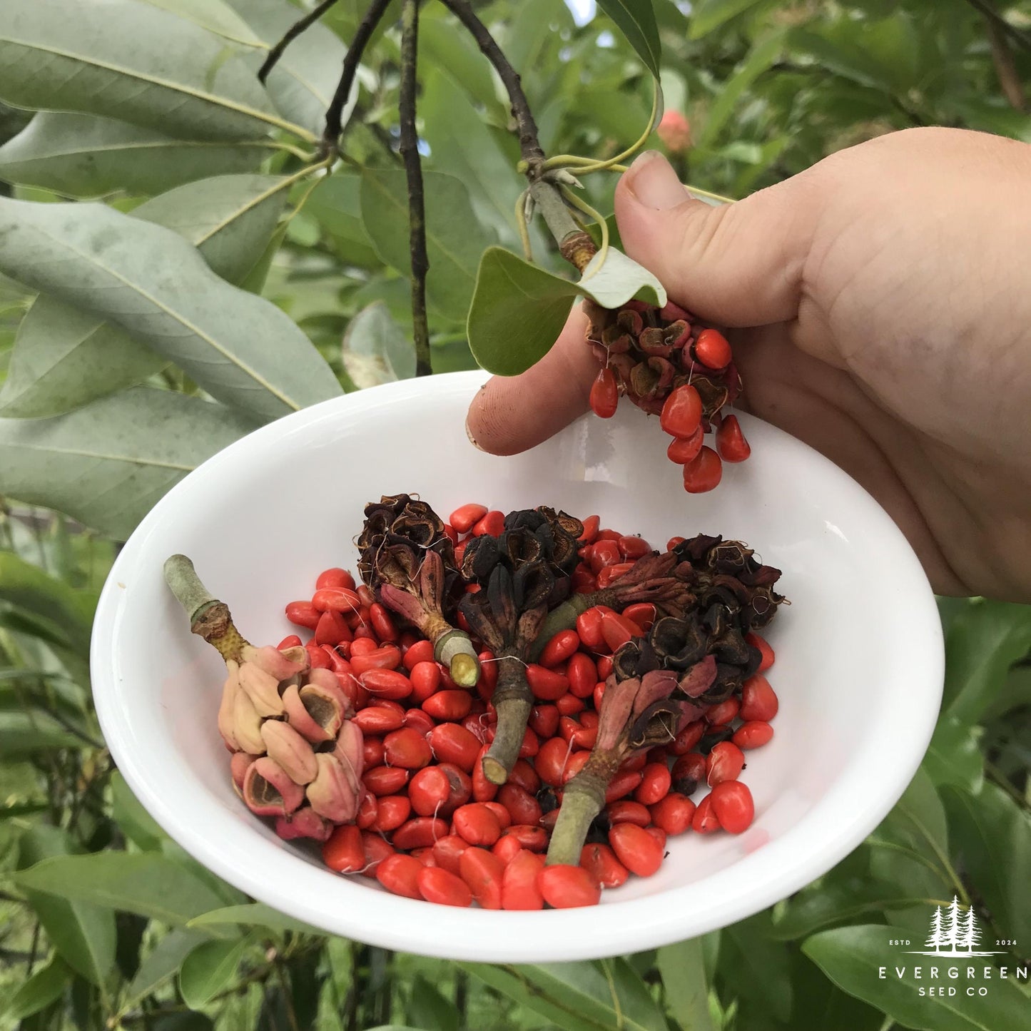 Lily Magnolia Tree Seeds (Magnolia liliiflora)