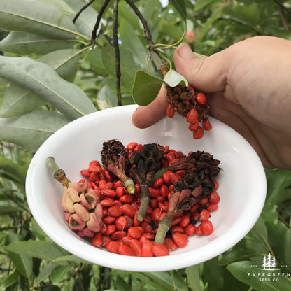 Lily Magnolia Tree Seeds (Magnolia liliiflora)