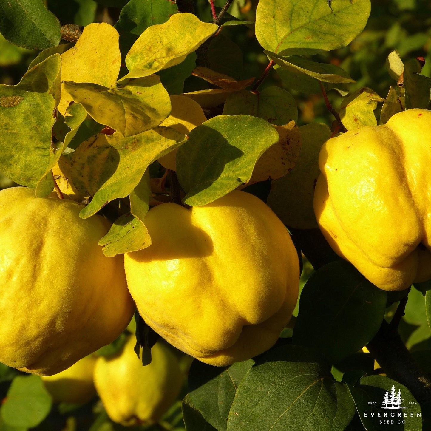 Chinese Quince Tree  Seeds (Chaenomeles sinensis)