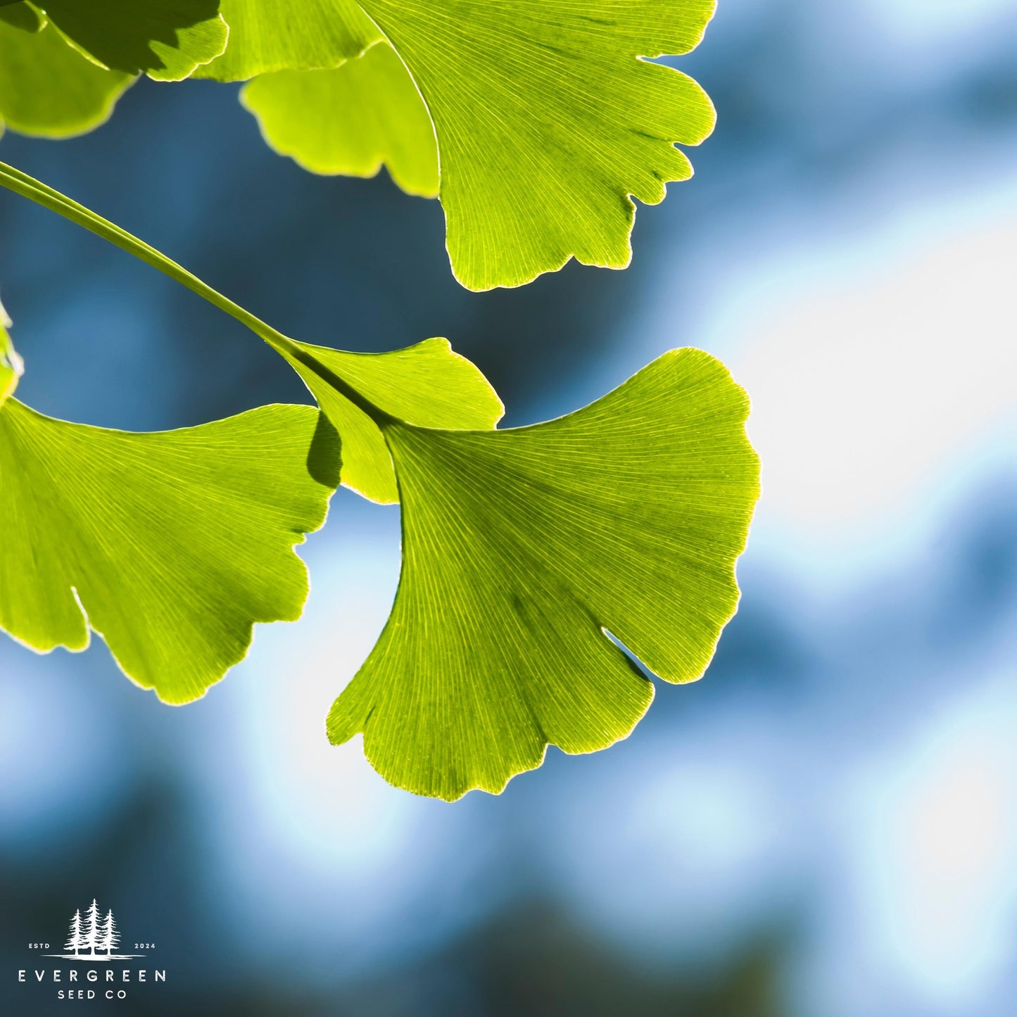 Maiden Hair Tree Seeds-(Ginkgo Biloba)