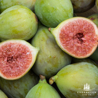 Fig Tree Seeds (Ficus carica)