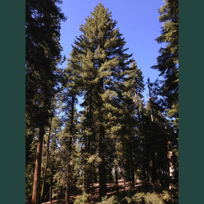 Tall pine trees under a clear blue sky