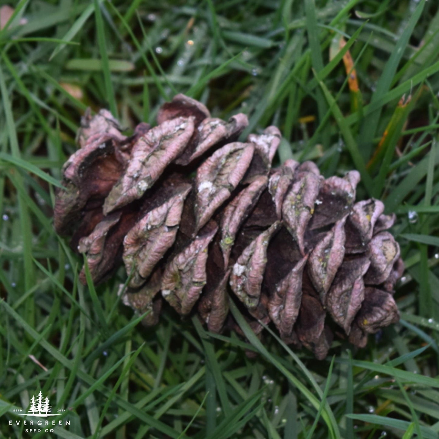 Japanese Umbrella Pine Seeds | Sciadopitys Verticillata | Rare Evergreen Conifer for Ornamental Landscaping