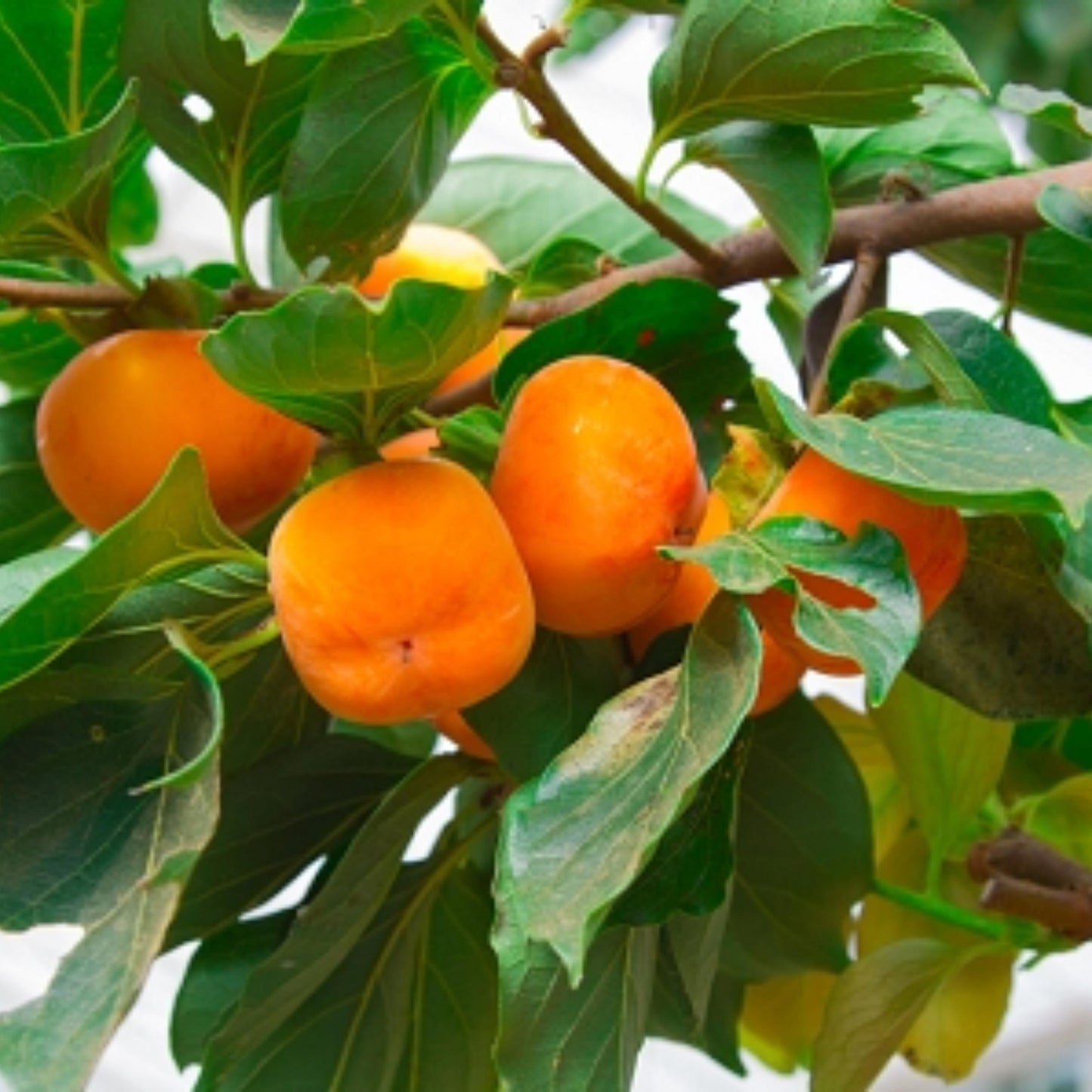 Persimmon Tree Seeds (Diospyros spp.)