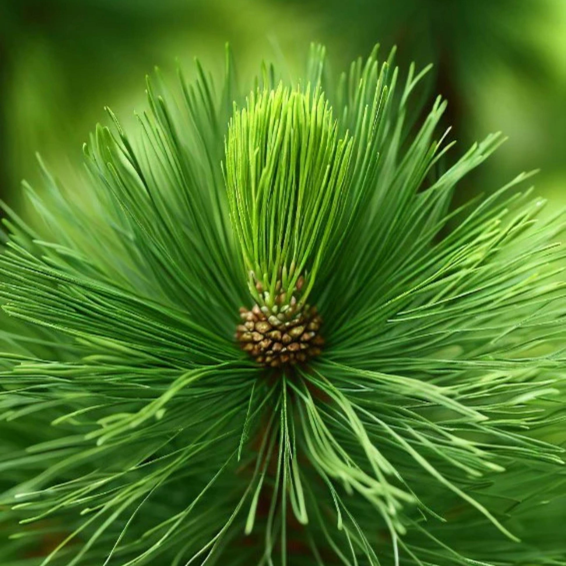 Close-up of a pine cone with green needles.