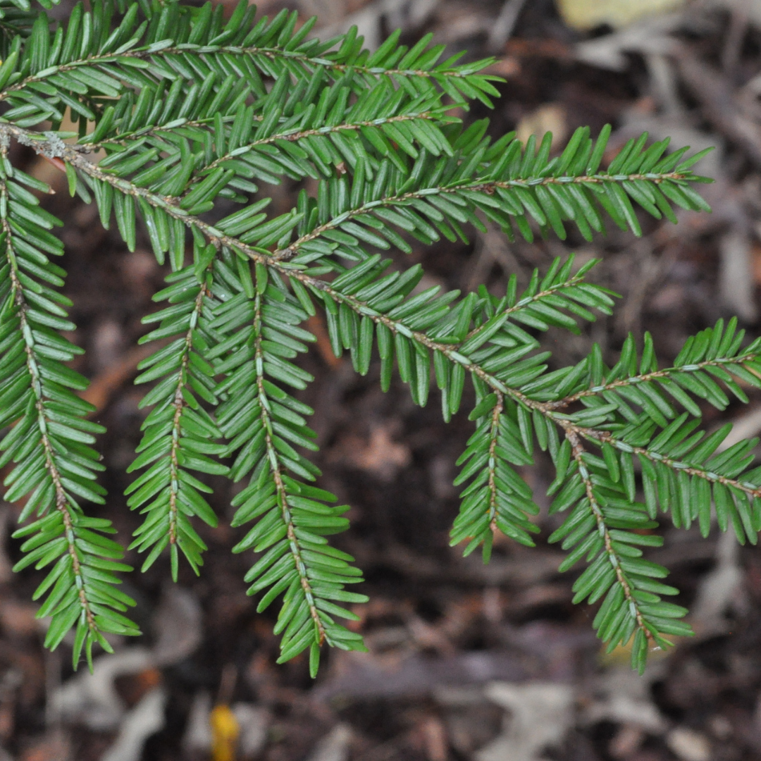 Eastern Hemlock Tree Seeds-(Tsuga canadensis)