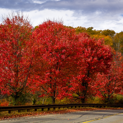 Red Maple -(Acer rubrum)