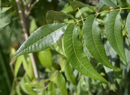 Hican Tree Seeds | Leconte Hickory | (Carya aquatica × illinoensis)