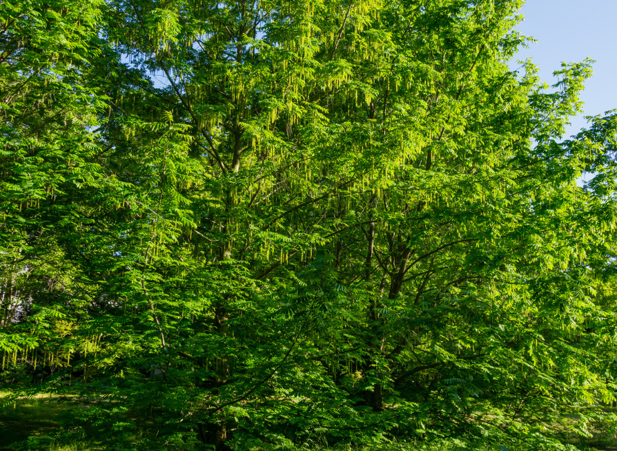 Hican Tree Seeds | Leconte Hickory | (Carya aquatica × illinoensis)