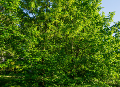 Hican Tree Seeds | Leconte Hickory | (Carya aquatica × illinoensis)