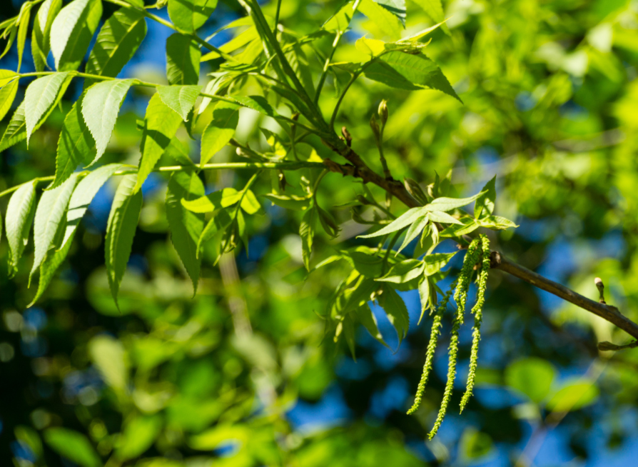 Hican Tree Seeds | Leconte Hickory | (Carya aquatica × illinoensis)