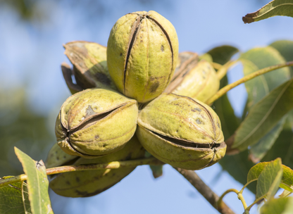 Hican Tree Seeds | Leconte Hickory | (Carya aquatica × illinoensis)