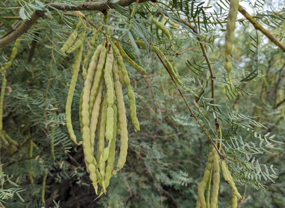 Honey Mesquite Tree Seeds | (Prosopis glandulosa)