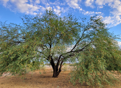 Honey Mesquite Tree Seeds | (Prosopis glandulosa)