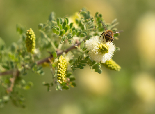 Honey Mesquite Tree Seeds | (Prosopis glandulosa)