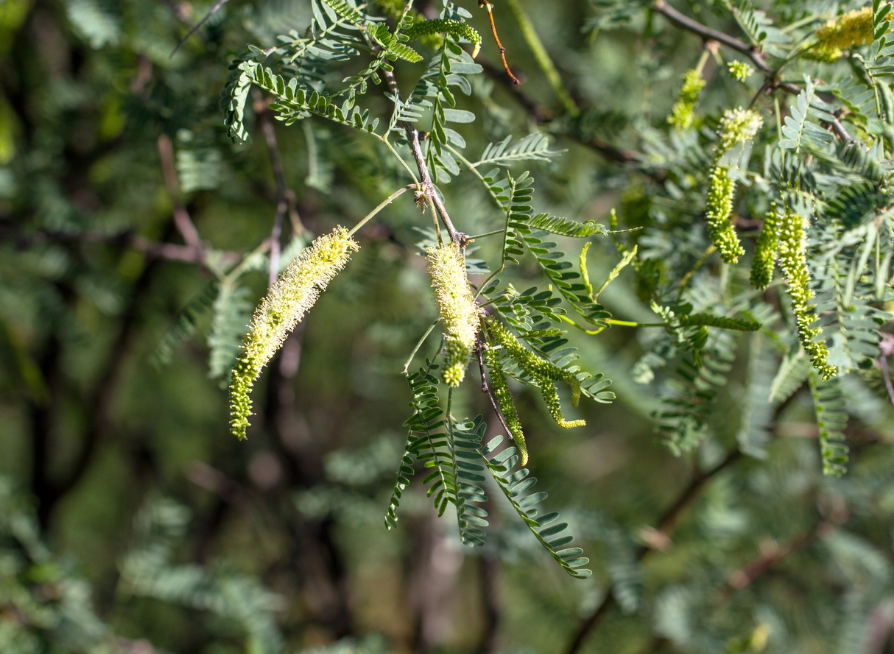 Honey Mesquite Tree Seeds | (Prosopis glandulosa)