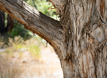 Honey Mesquite Tree Seeds | (Prosopis glandulosa)