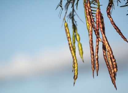 Honey Mesquite Tree Seeds | (Prosopis glandulosa)