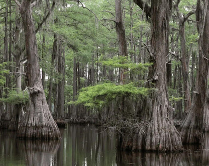 Bald Cypress Tree Seeds -(Taxodium distichum)