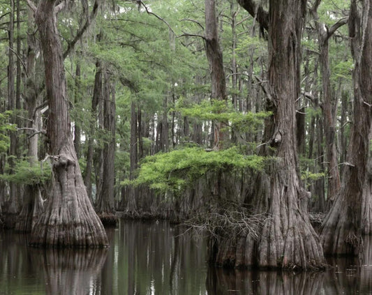 Bald Cypress Tree Seeds -(Taxodium distichum)