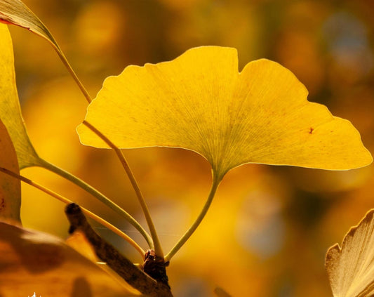 Maiden Hair Tree Seeds-(Ginkgo Biloba)
