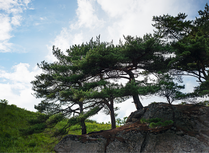 Japanese Red Pine Tree Seeds | Red Pine | (Pinus densiflora)