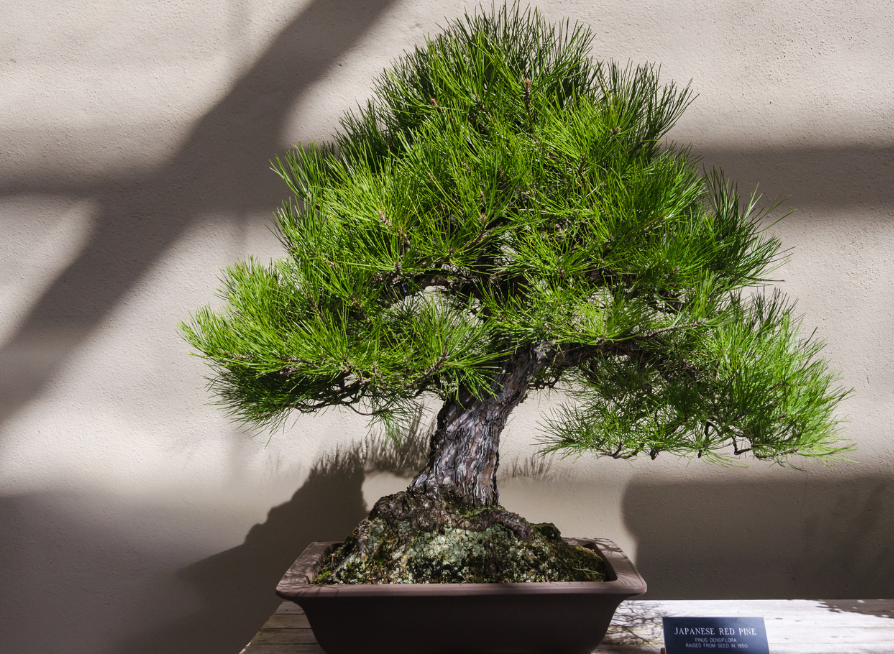 Japanese Red Pine Tree Seeds | Red Pine | (Pinus densiflora)