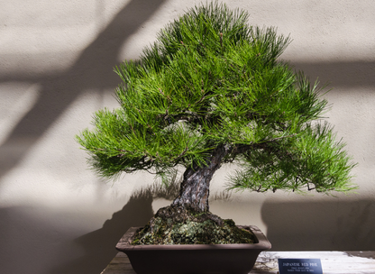 Japanese Red Pine Tree Seeds | Red Pine | (Pinus densiflora)