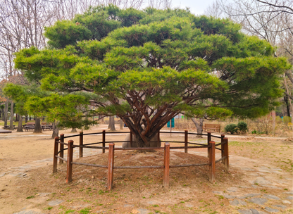 Japanese Red Pine Tree Seeds | Red Pine | (Pinus densiflora)