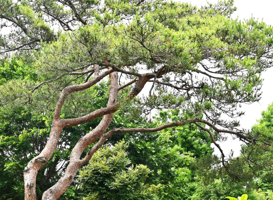 Japanese Red Pine Tree Seeds | Red Pine | (Pinus densiflora)