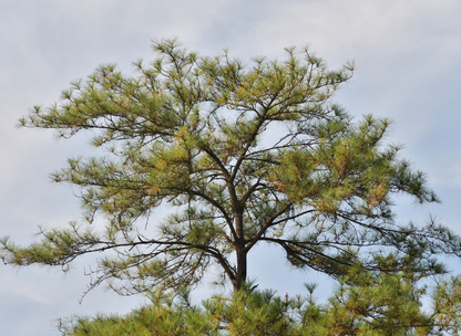 Japanese Red Pine Tree Seeds | Red Pine | (Pinus densiflora)