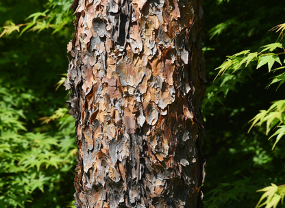 Japanese Red Pine Tree Seeds | Red Pine | (Pinus densiflora)