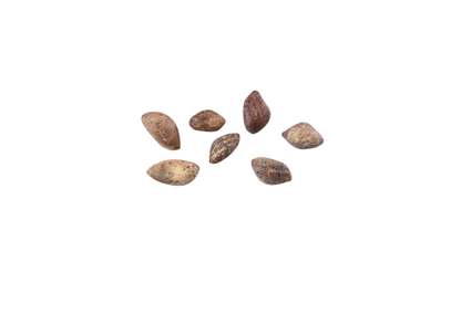 Japanese Red Pine Tree Seeds | Red Pine | (Pinus densiflora)