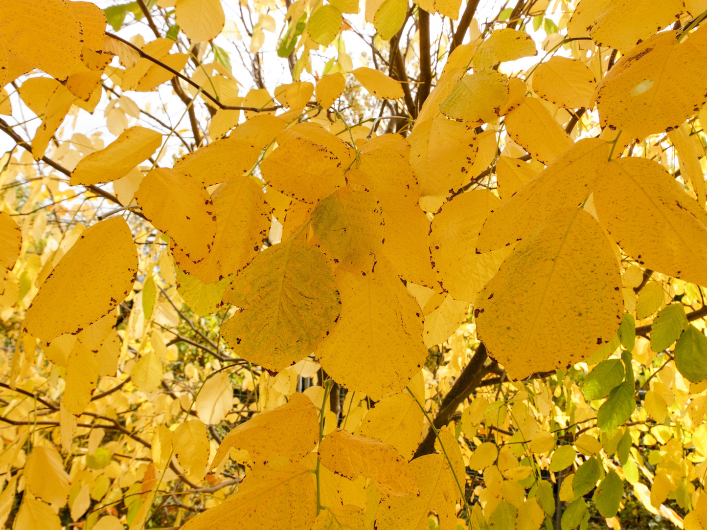 Kentucky Yellowwood Tree Seeds | American Yellowwood | (Cladrastis kentukea)